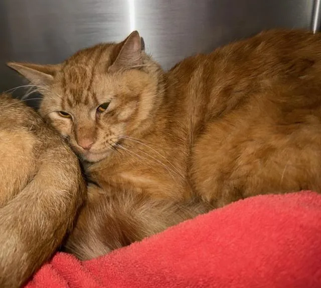 An adult medium-sized male Domestic Medium Hair cat named Clark for adoption in Peoria, IL
