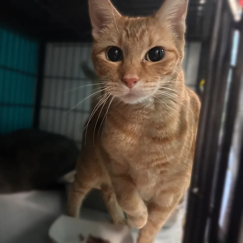 An adult extra large-sized male Domestic Short Hair cat named Rue for adoption in Davenport, IA