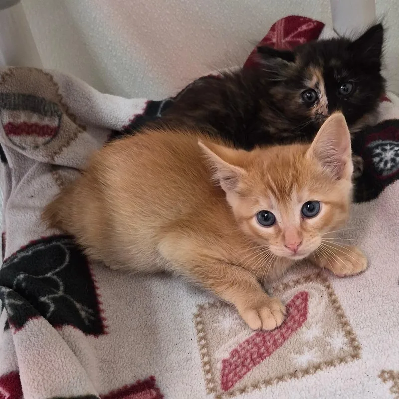 A baby small-sized male Cream / Ivory Domestic Short Hair cat named Buttercup for adoption in Fort Bragg, CA