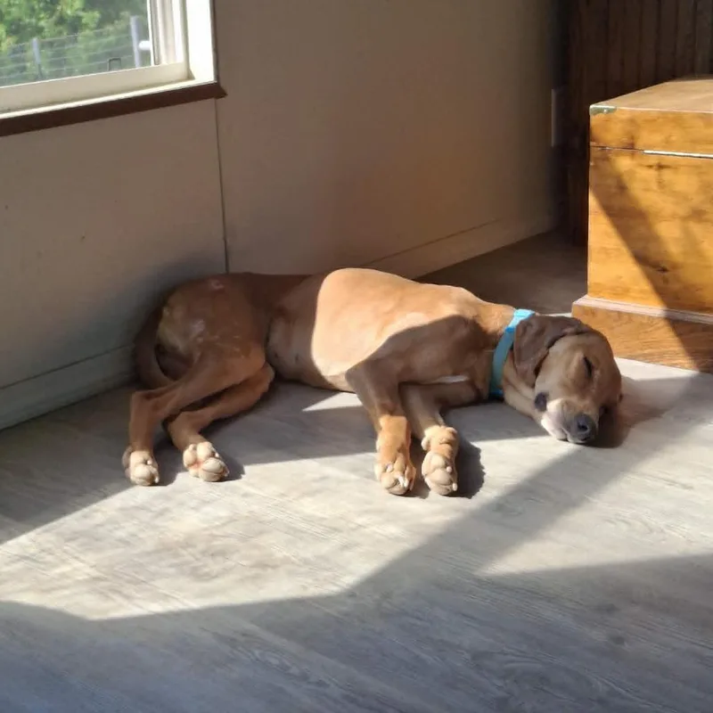 An adult medium-sized female Yellow / Tan / Blond / Fawn Coonhound dog named Belle for adoption in Dover, AR