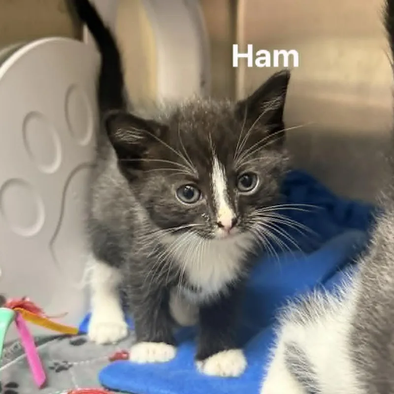 A baby small-sized male Black Domestic Short Hair cat named Ham for adoption in Caryville, TN