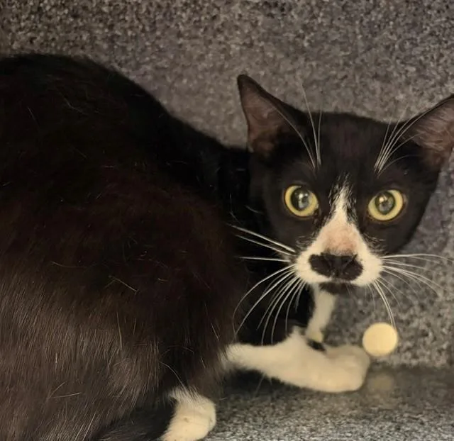 A young medium-sized female Domestic Short Hair cat named Jazz for adoption in Naples, FL