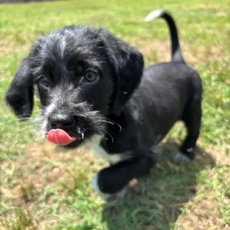 Bb
