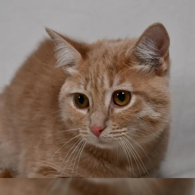 A young medium-sized female Orange / Red Domestic Short Hair cat named Cream for adoption in Johnson City, TN