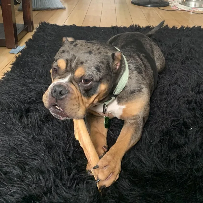 An adult medium-sized female Gray / Blue / Silver French Bulldog dog named Hamela for adoption in Baltimore, MD