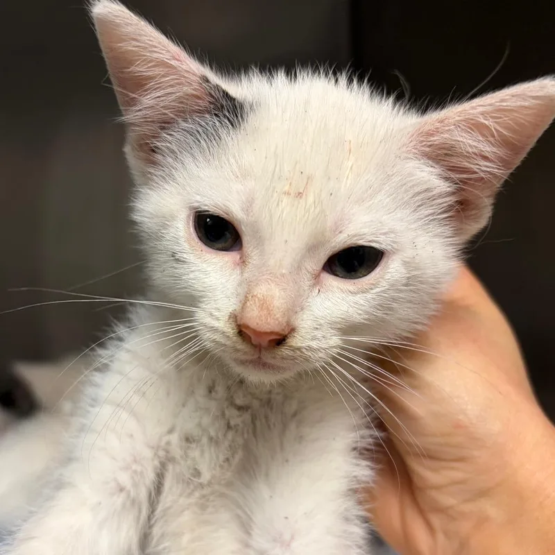 A baby small-sized male White Domestic Short Hair cat named Mog for adoption in Nashville, TN