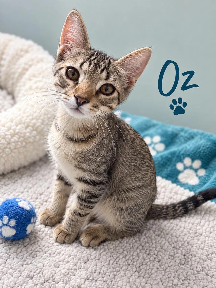 Oz thumbnail 2