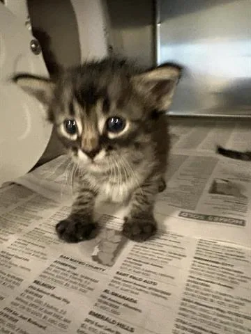 A baby small-sized male Domestic Medium Hair cat named Brice for adoption in San Martin, CA