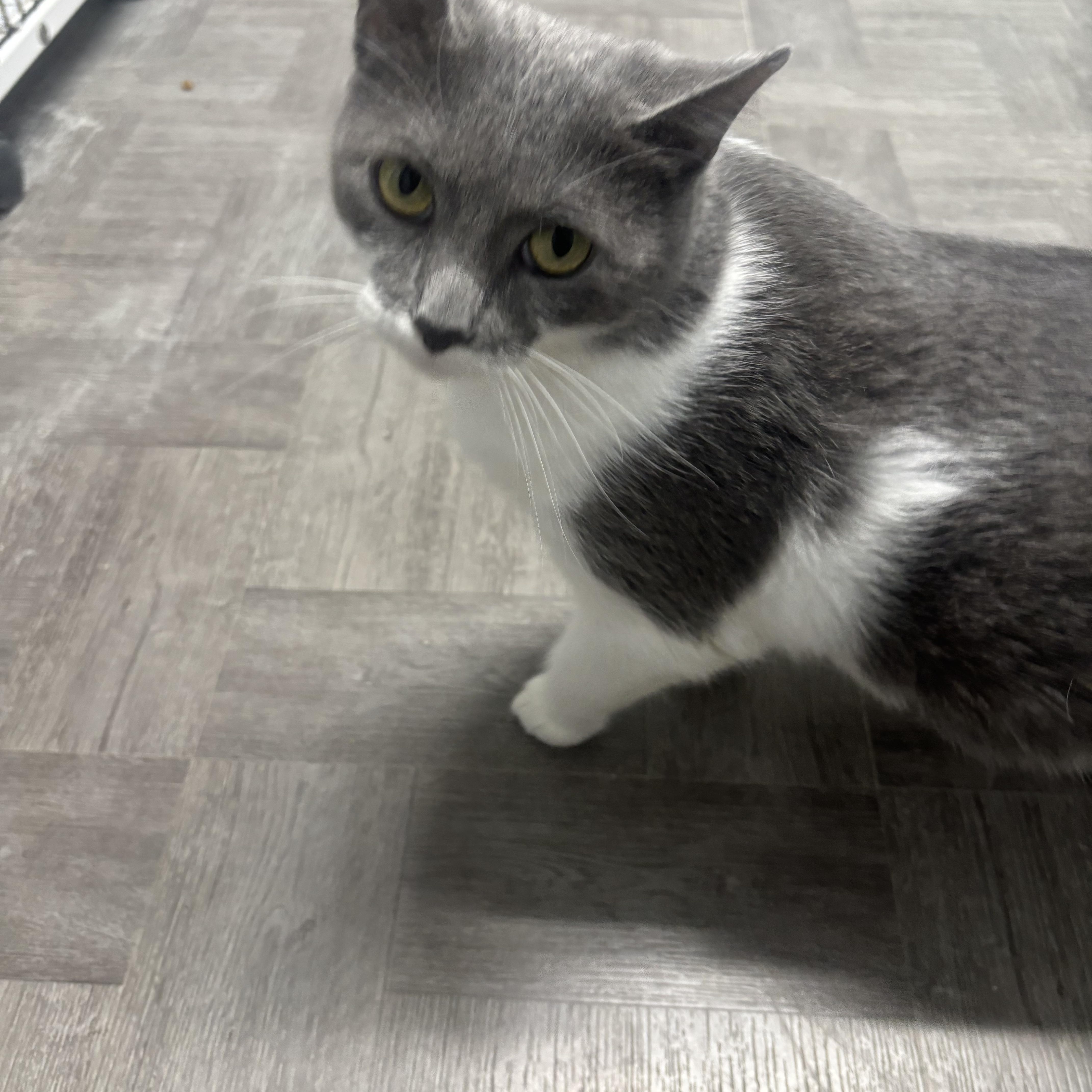 An adult medium-sized female Gray & White Domestic Short Hair cat named Maize for adoption in Rogersville, TN
