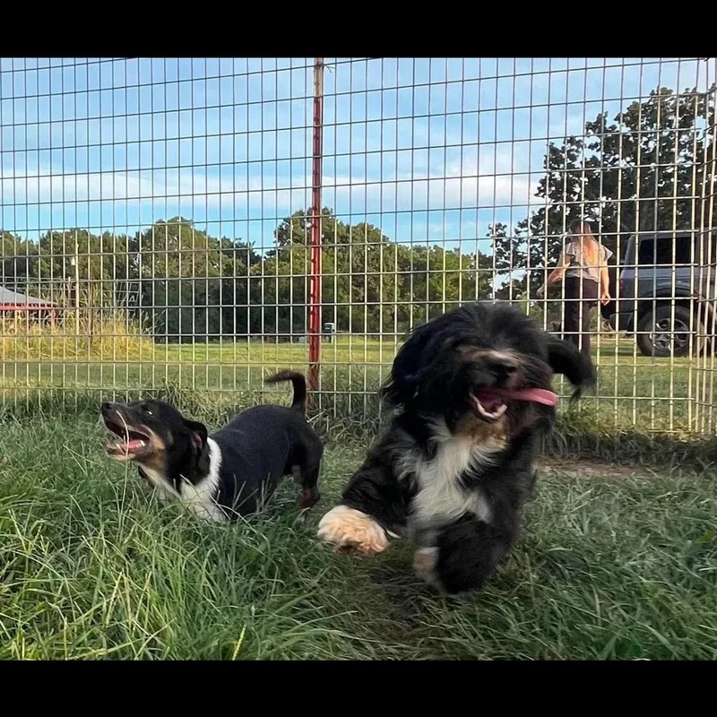An adult small-sized male Dachshund dog named Elvis and Weiner for adoption in Springfield, MO