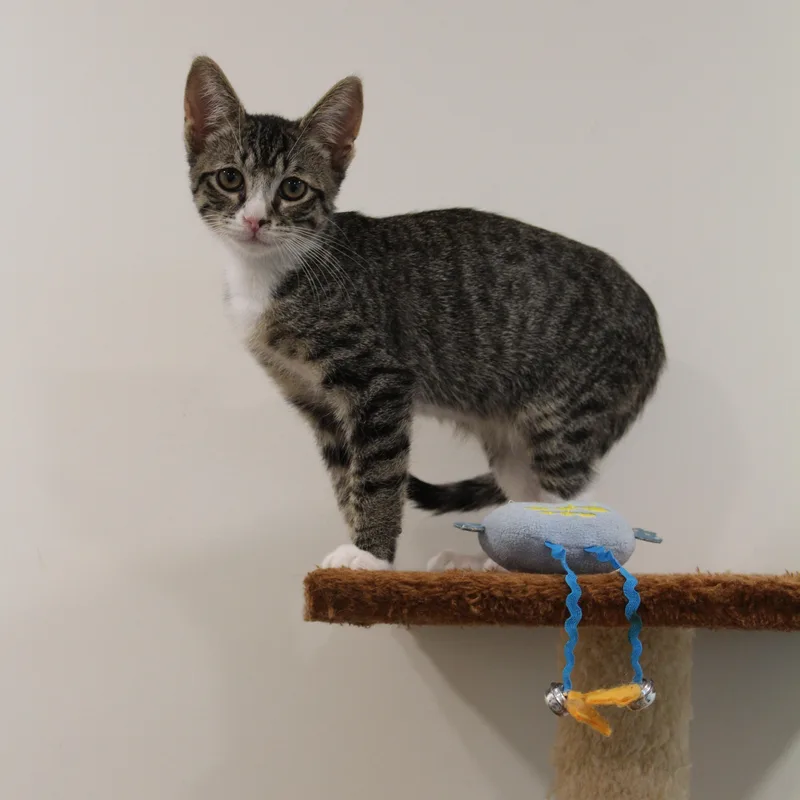A young medium-sized male Brown / Chocolate Domestic Short Hair cat named Chip for adoption in Newport Beach, CA