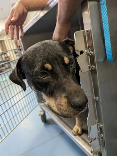 A young medium-sized male German Shepherd Dog dog named Seattle for adoption in Tucson, AZ