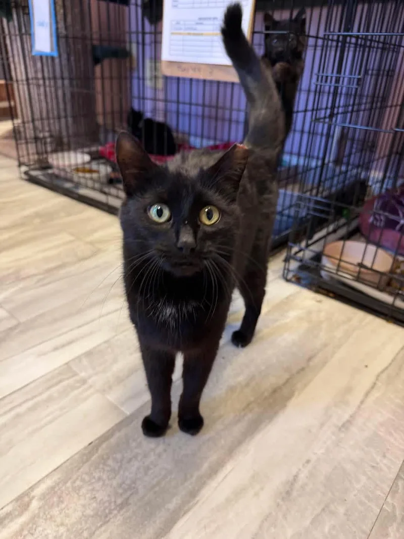 An adult medium-sized female Black Domestic Short Hair cat named Gemma for adoption in Freeport, NY