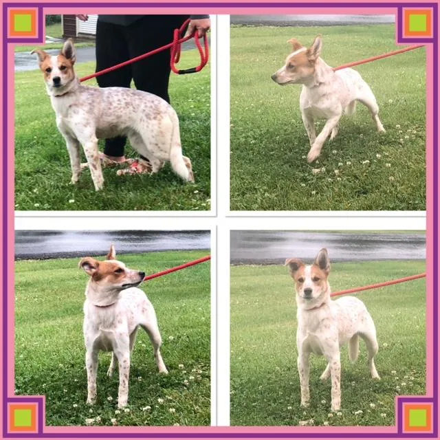 A baby medium-sized female White / Cream Australian Cattle Dog / Blue Heeler dog named Kiera for adoption in Buckhannon, WV