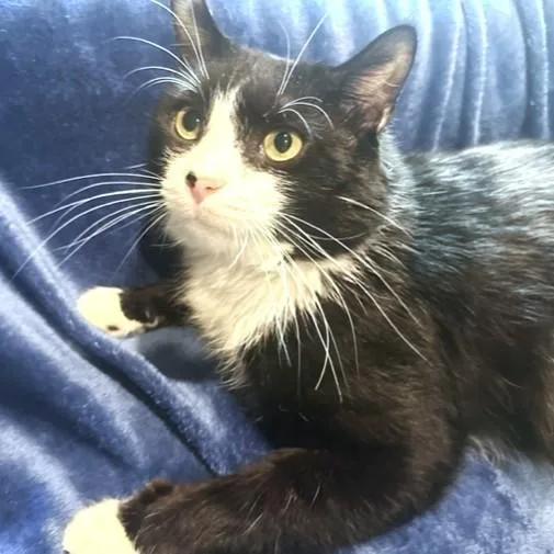 Silly Scruff  Stunning thumbnail 2