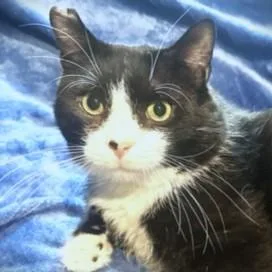 Silly Scruff  Stunning