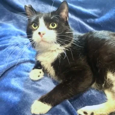 Silly Scruff  Stunning thumbnail 4