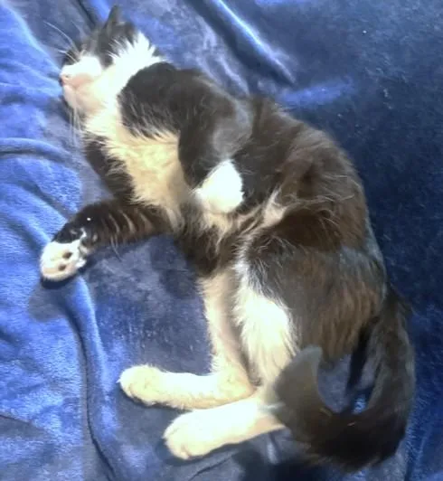 Silly Scruff  Stunning thumbnail 5