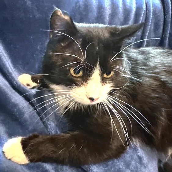 Silly Scruff  Stunning thumbnail 6