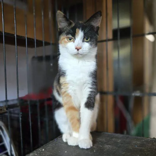 A baby small-sized female Calico cat named Ally for adoption in Knoxville, TN