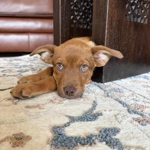 A baby small-sized male Red / Chestnut / Orange Welsh Springer Spaniel dog named Drake D for adoption in Minnetonka, MN
