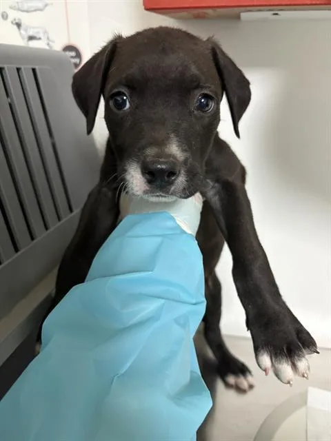 A baby medium-sized male Black Pit Bull Terrier dog named Ducky Longtime Resident for adoption in Thousand Oaks, CA