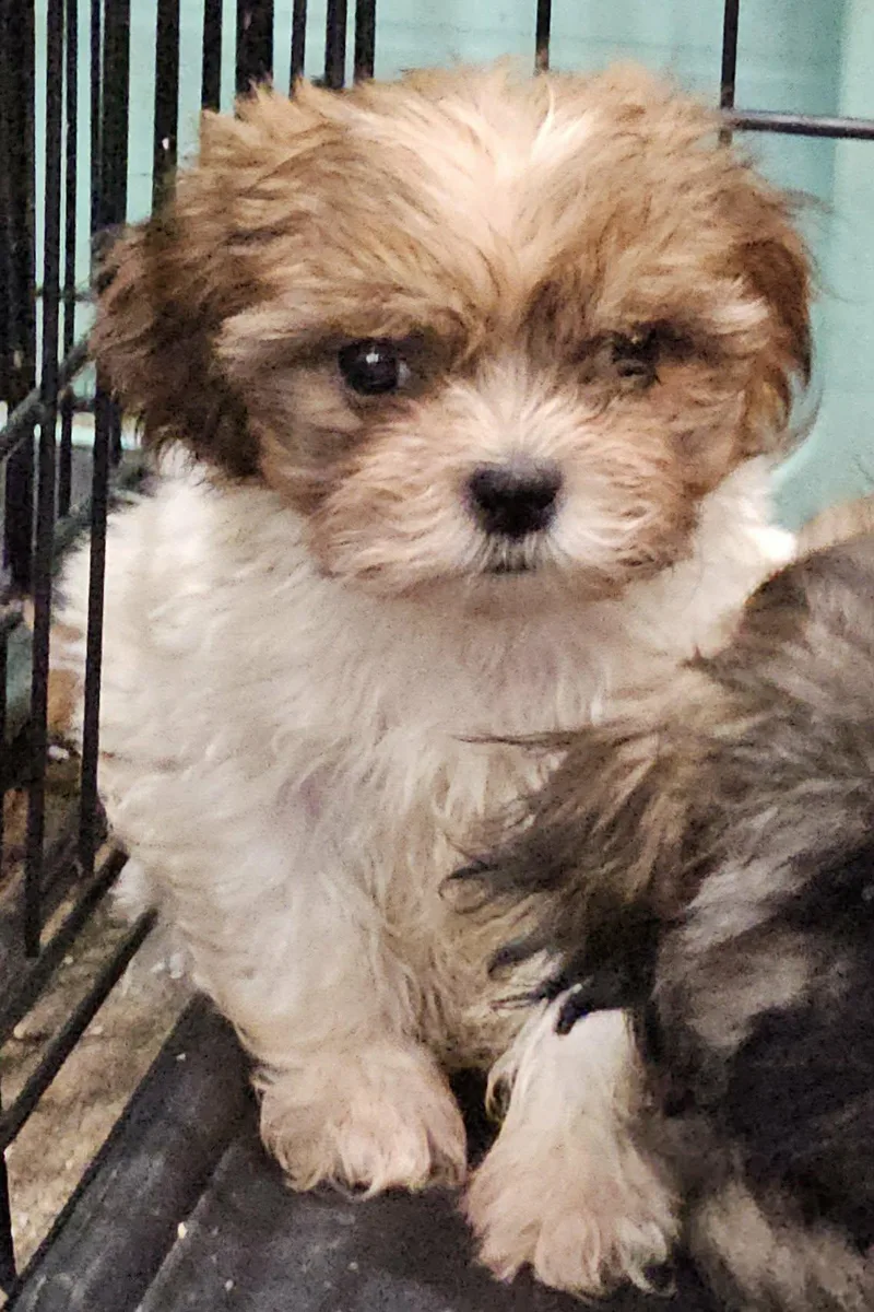 A baby small-sized male White / Cream Shih poo dog named #312 for adoption in Twin lakes, WI
