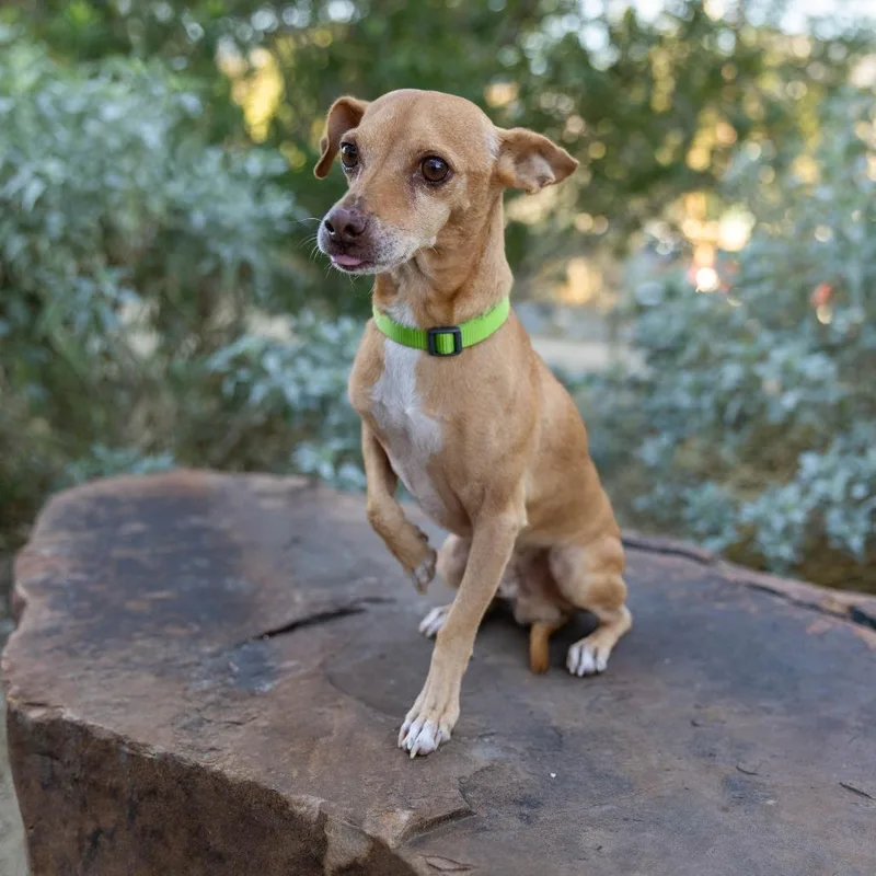 An adult small-sized male Brown / Chocolate Terrier dog named Dorf for adoption in Palm Springs, CA