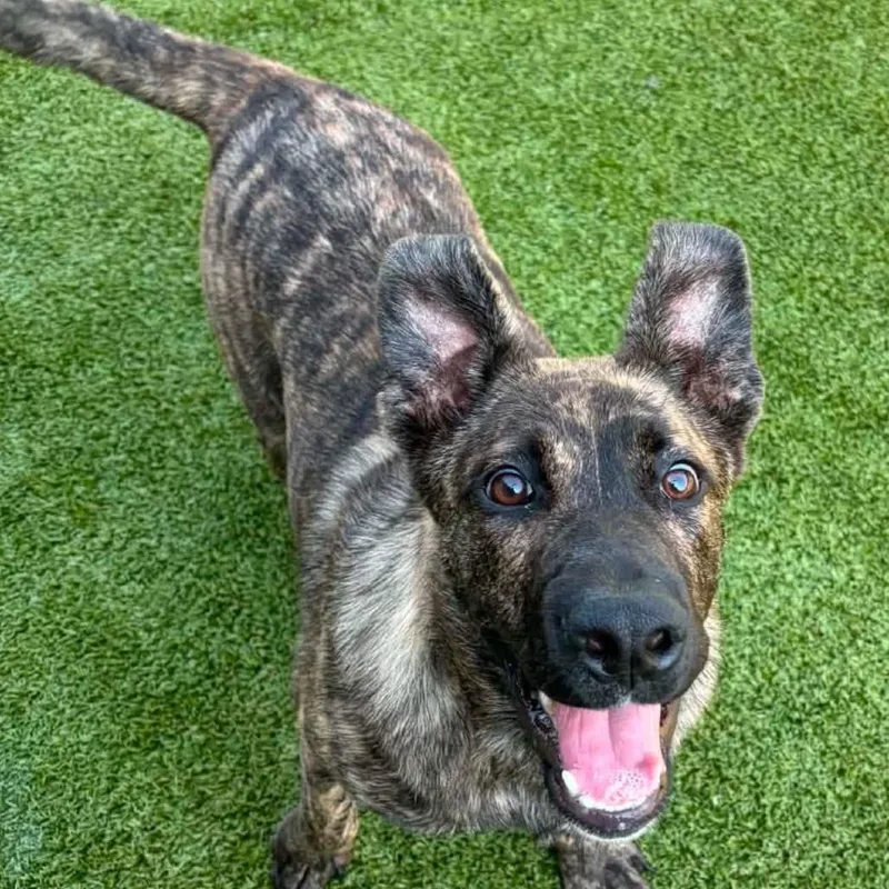 A young medium-sized female Brindle Shepherd dog named Fanta for adoption in East Hanover, NJ