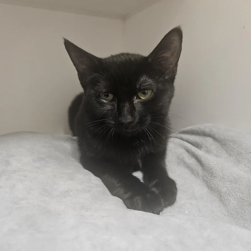 A baby medium-sized female Black Domestic Short Hair cat named Autumn for adoption in Fall River, MA