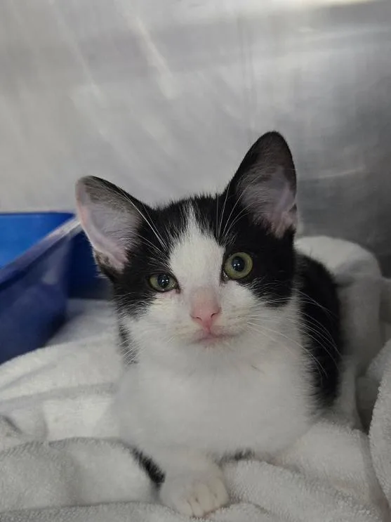 A baby medium-sized male Black & White / Tuxedo Domestic Short Hair cat named Mr French for adoption in Mount Vernon, OH