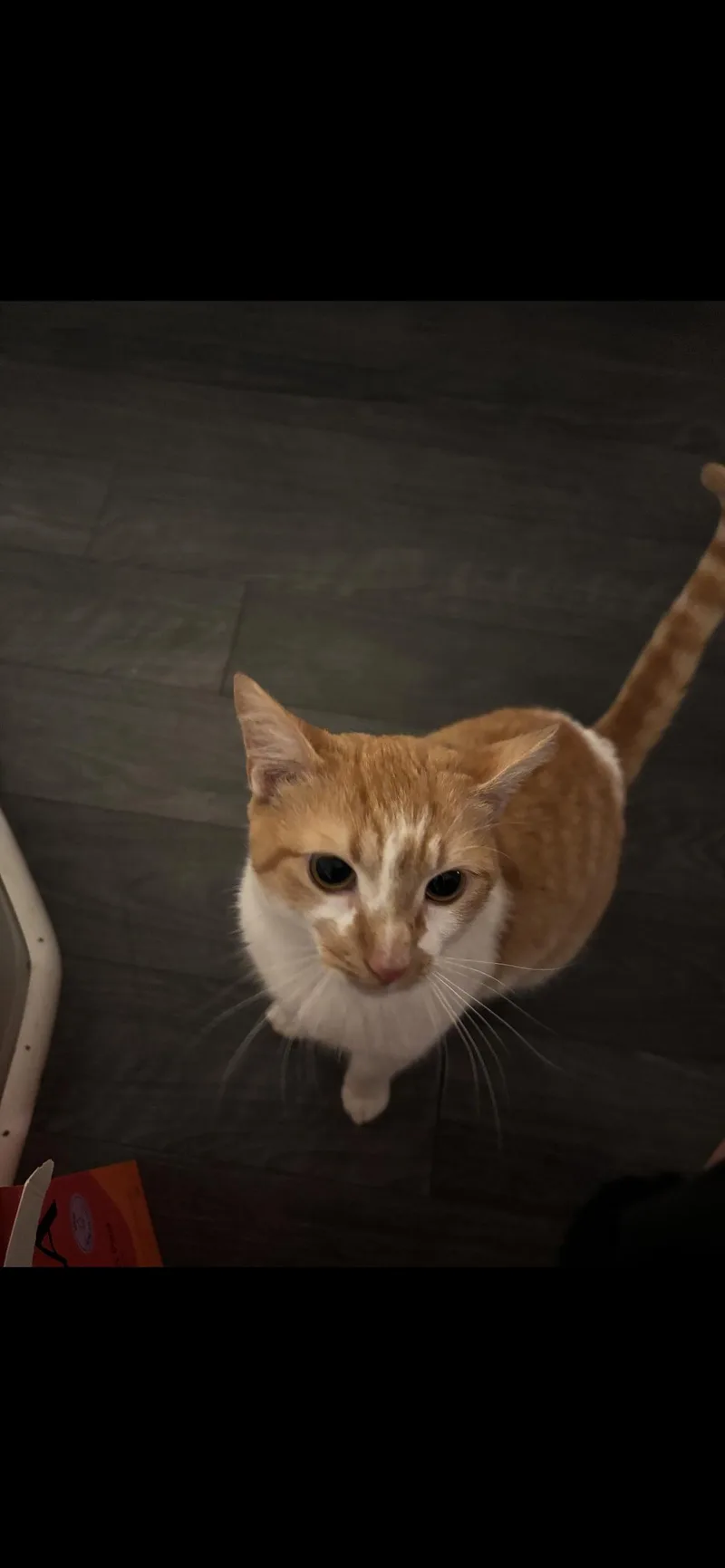 Cosmo