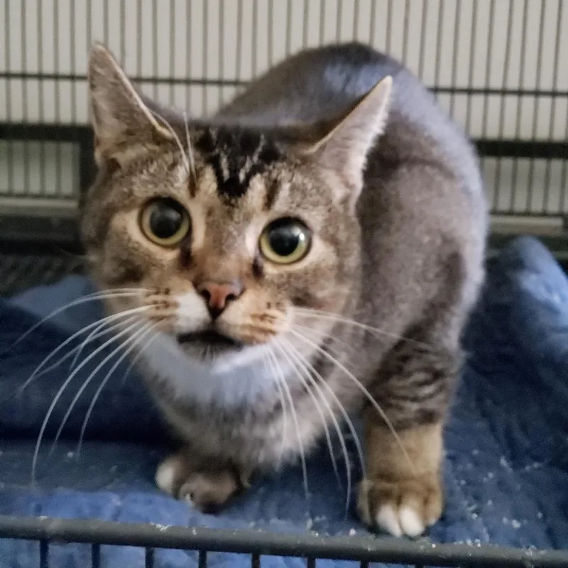 An adult medium-sized female Orange / Red American Shorthair cat named Judy for adoption in Columbus, OH