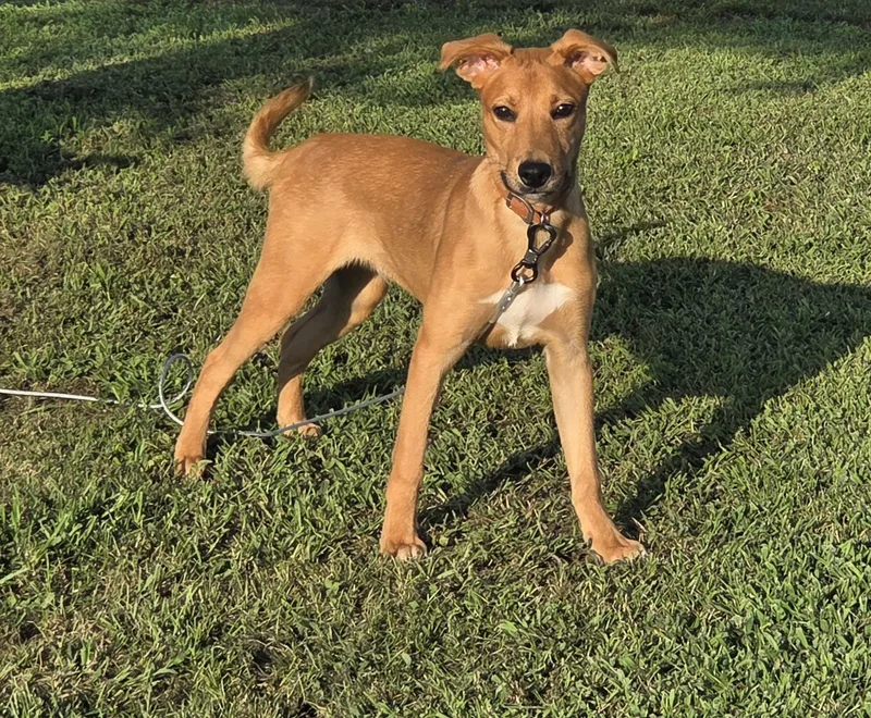 A baby medium-sized male Brown / Chocolate Labrador Retriever dog named Oliver for adoption in Evansville, IN