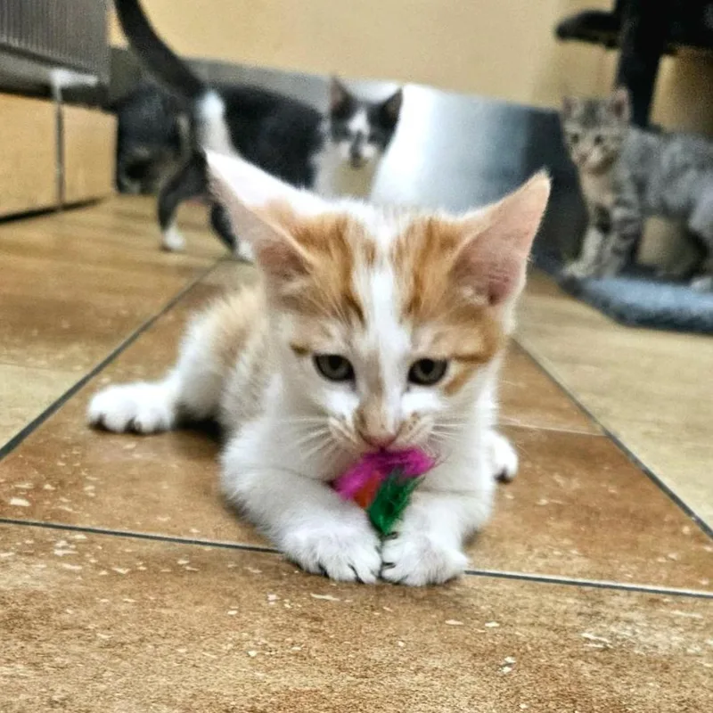 A baby small-sized male Orange / Red Domestic Short Hair cat named Cheddar for adoption in Hemet, CA