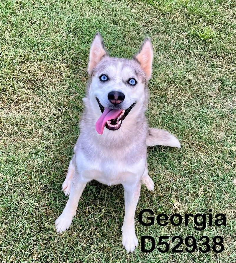 Georgia thumbnail 2
