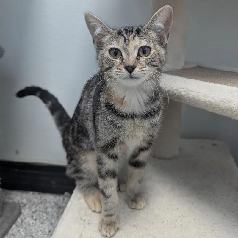 A baby small-sized female Brown / Chocolate Domestic Short Hair cat named Violet Mikami for adoption in Winchester, TN