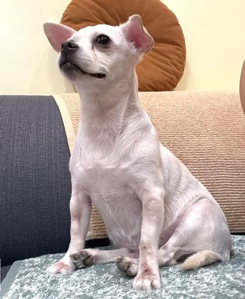 An adult small-sized female White / Cream Chihuahua dog named LouLou for adoption in Brooklyn, NY