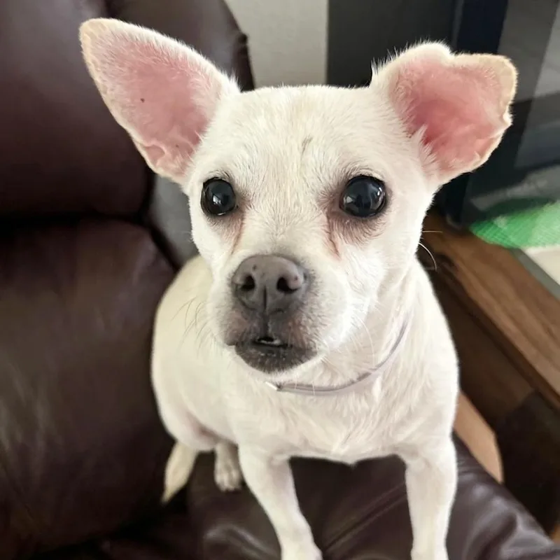 LouLou thumbnail 2