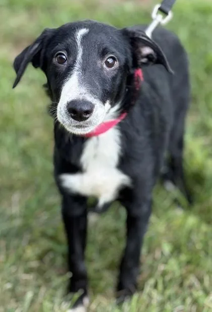 Stella