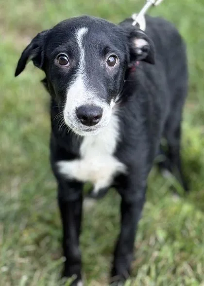 Stella thumbnail 2