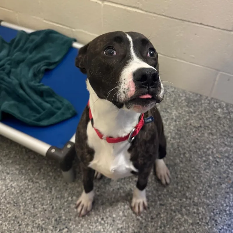 A young medium-sized female Mixed Breed dog named Dina for adoption in Hendersonville, NC
