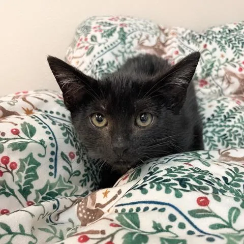 A baby small-sized male Gray / Blue / Silver Domestic Medium Hair cat named Stormy for adoption in Hawthorne, CA