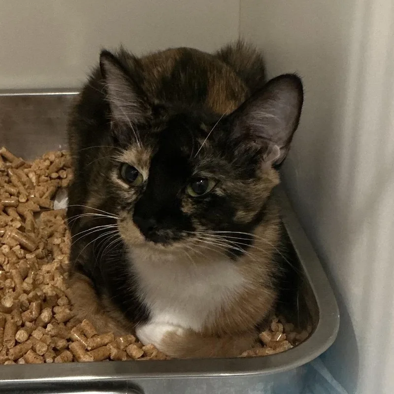 A young small-sized female Calico Domestic Short Hair cat named Phoebe for adoption in Elizabeth City, NC