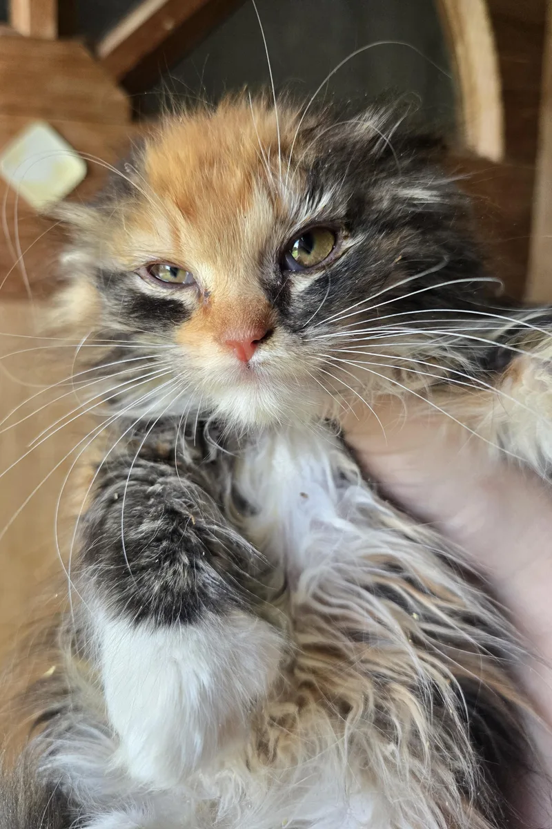 A baby medium-sized female Calico Domestic Long Hair cat named Fiona our grumpy cat for adoption in Elizabeth, PA