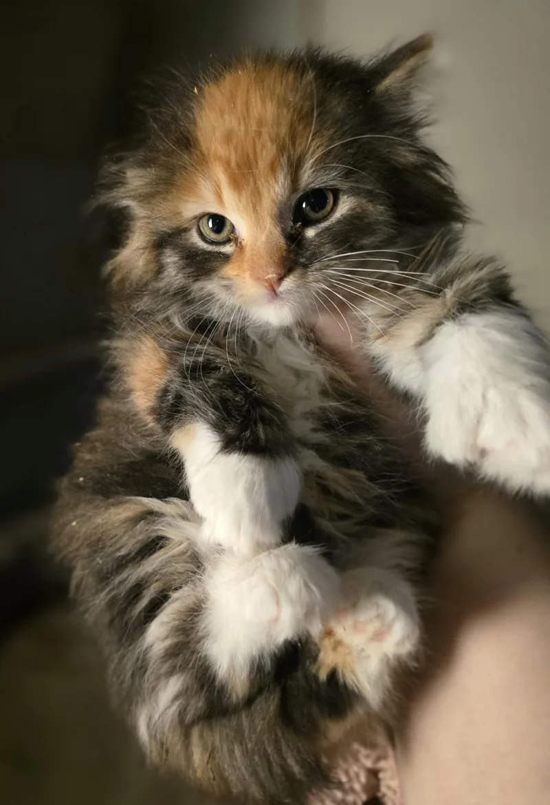 Fiona our grumpy cat thumbnail 2