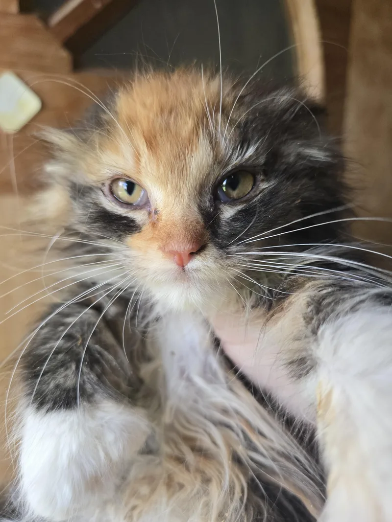 Fiona our grumpy cat thumbnail 3