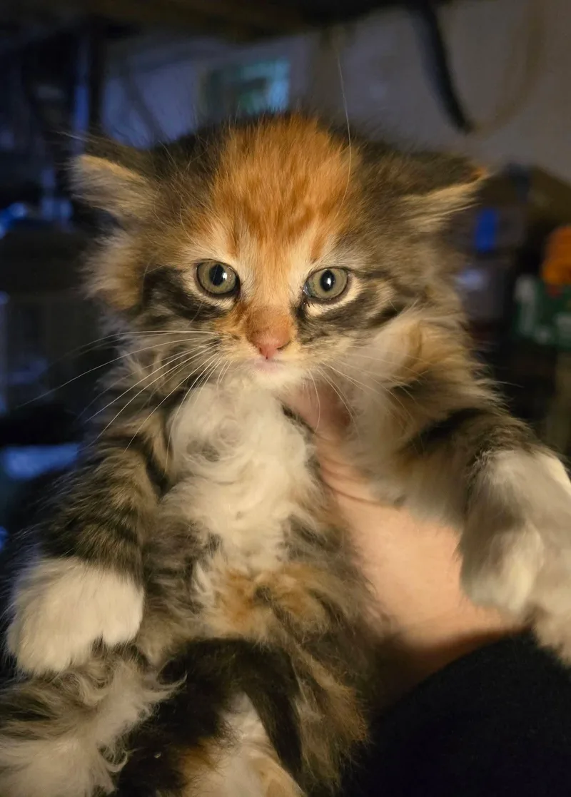 Fiona our grumpy cat thumbnail 4