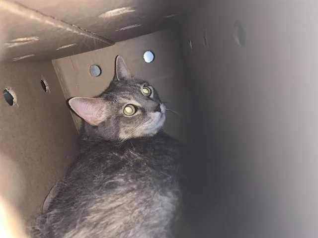 An adult large-sized female Domestic Short Hair cat named Baby for adoption in Grand Prairie, TX