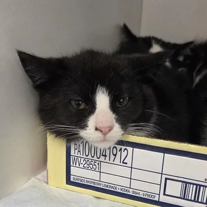 A baby small-sized male Domestic Short Hair cat named Miley for adoption in Voorhees, NJ
